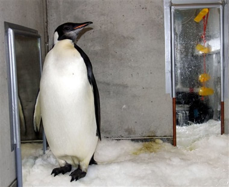 In this photo released by China's Xinhua News Agency, emperor penguin Happy Feet is seen in his room at Wellington Zoo's hospital, New Zealand.
